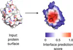 Deciphering interaction fingerprints from protein molecular surfaces using geometric deep learning